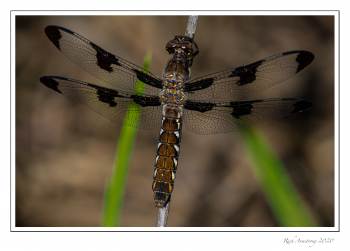 Common Whitetail, Female  copy.jpg